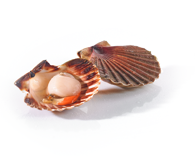 Coquille Saint-Jacques