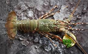 OFFRE HOMARD VIVANT