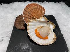 Coquille Saint-Jacques